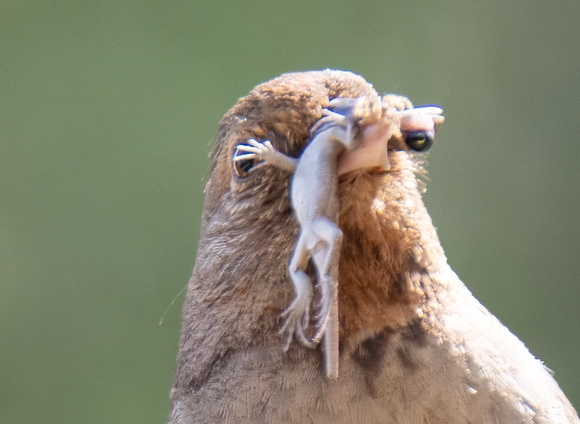 California Towhee - Melozone Crissalis, Western Fence Lizard - Sceloporus occidentalis