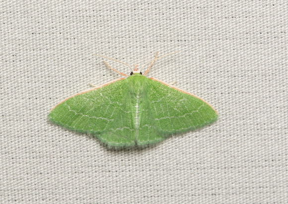 Wavy-lined emerald moth- Synchlora aerata