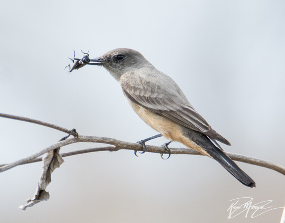 Say’s Phoebe  - Sayornis saya eating Field cricket - Gryllus sp.