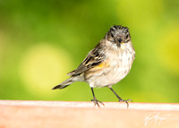 Yellow-rumped Warbler - Setophaga coronata