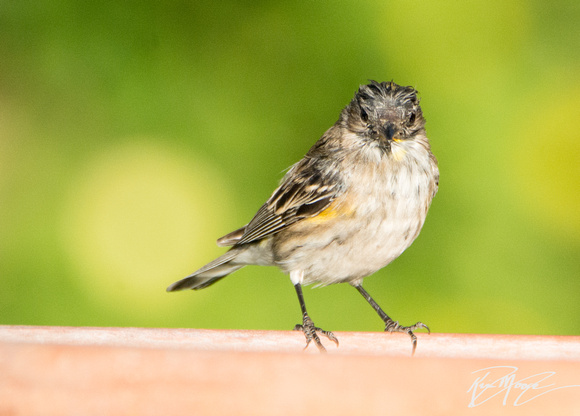 Yellow-rumped Warbler - Setophaga coronata