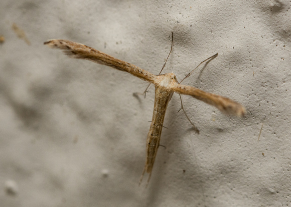 Mousy Plume Moth - Lioptilodes albistriolatus