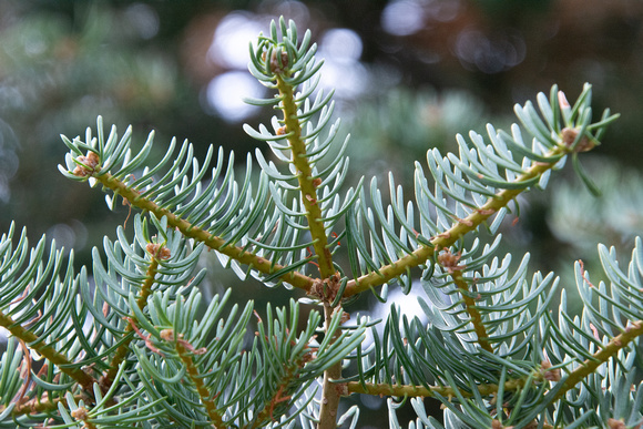 White Fir - Abies concolor