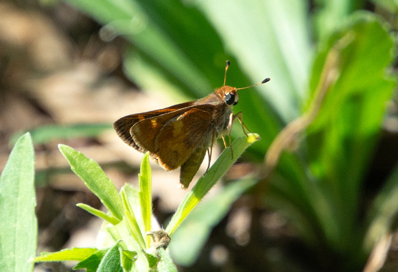 Umber skipper - Lon melane