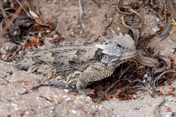 Blainville's Horned Lizard - Phrynosoma blainvillii