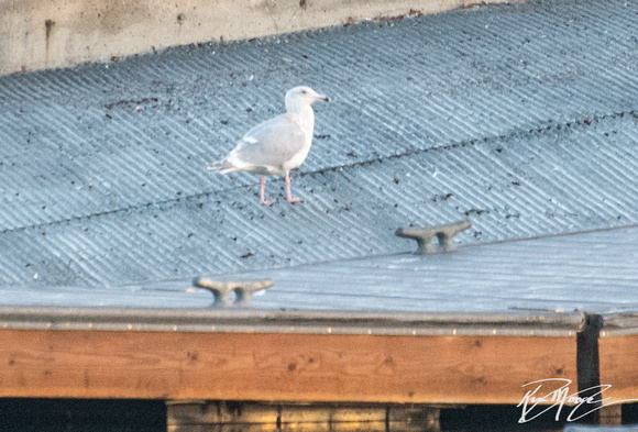 Glaucous-winged Gull - Larus glaucescens