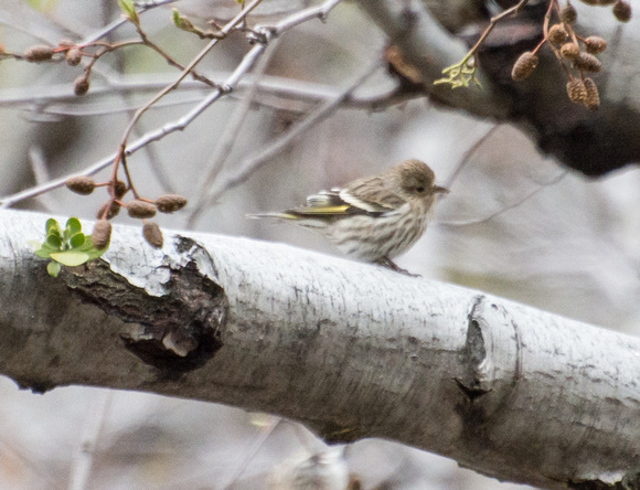 Pine Siskin - Spinus pinus