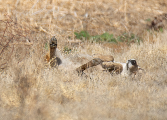 Coyote - Canis latrans