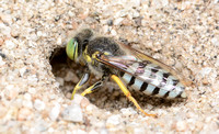 Sand wasp - Bembix comata