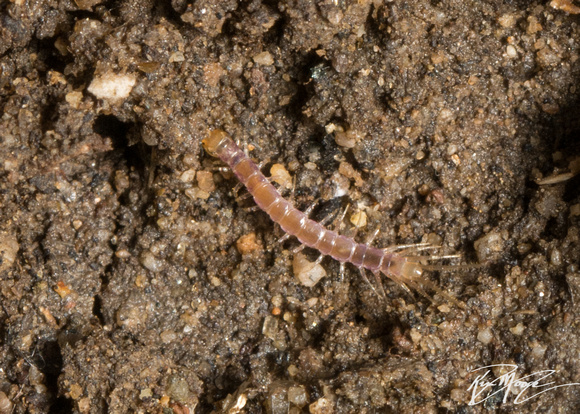 Stone centipede - unidentified sp.