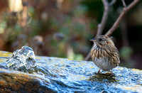 Lincoln's Sparrow - Melospiza lincolnii