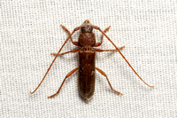 Longhorned beetle - Paranoplium gracile