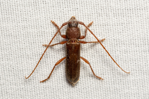 Longhorned beetle - Paranoplium gracile