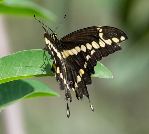 Western giant swallowtail - Heraclides rumiko