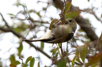 Oak Titmouse - Baeolophus inornatus