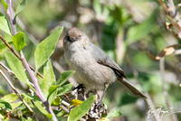 Bushtit - Psaltriparus minimus