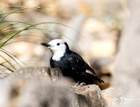 White-headed Woodpecker - Dryobates albolarvatus