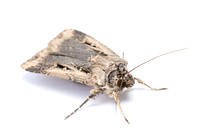 Granulate cutworm - Feltia subterranea