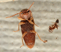 Cick beetle - Conoderus sp.