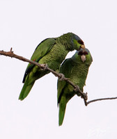 Lilac-crowned Parrot - Amazona finschi