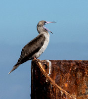 Red-footed Booby - Sula sula