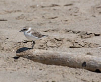 Snowy Plover - Anarhynchus nivosus
