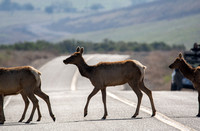 Tule Elk - Cervus canadensis ssp. nannodes