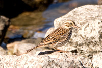 Savannah Sparrow - Passerculus sandwichensis