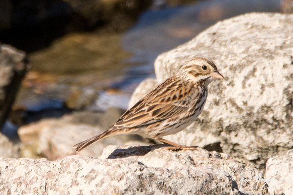 Savannah Sparrow - Passerculus sandwichensis