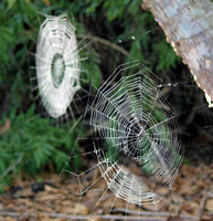 Orb webs