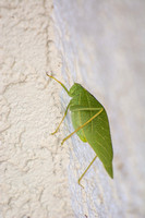 Angle-wing katydid -Microcentrum sp