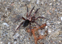 Ground spiders (various) - Unidentified spp.