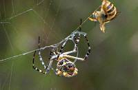 Silver argiope - Argiope argentata