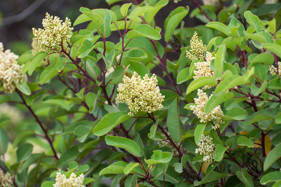 Laurel Sumac - Malosma laurina