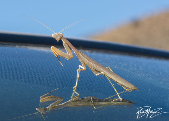 Mediterranean Mantis - Iris oratoria