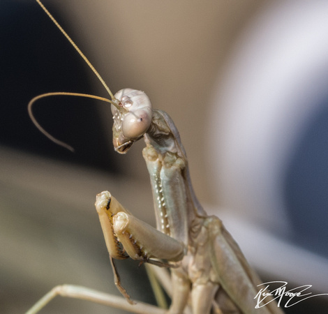 Mediterranean Mantis - Iris oratoria