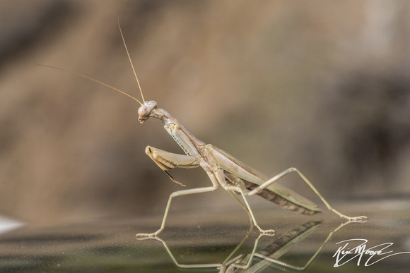 Mediterranean Mantis - Iris oratoria