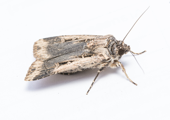 Granulate cutworm - Feltia subterranea