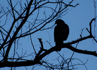 Red-shouldered Hawk - Buteo elegans