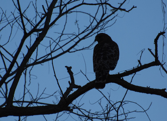 Red-shouldered Hawk - Buteo elegans