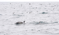 Long-beaked common dolphin - Delphinus capensis