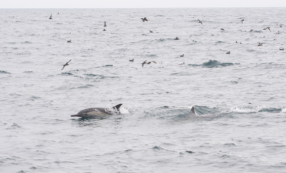 Long-beaked common dolphin - Delphinus capensis