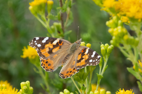 Painted lady - Vanessa cardui