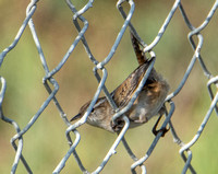 Marsh Wren - Cistothorus palustris