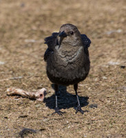 Brewer's Blackbird - Euphagus cyanocephalus