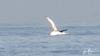 Red-throated Loon - Gavia stellata