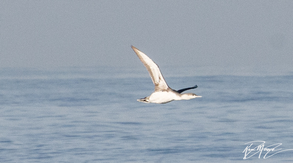 Red-throated Loon - Gavia stellata