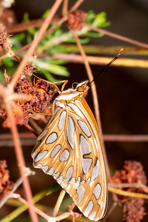 Gulf fritillary - Agraulis vanillae