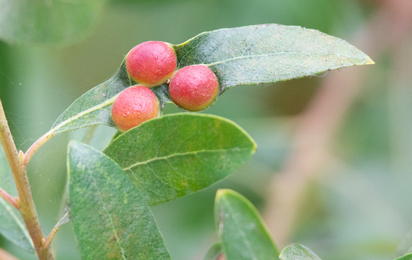 Willow Apple Gall Sawfly - Pontania californica