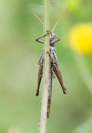 Gray bird grasshopper -Schistocera nitens